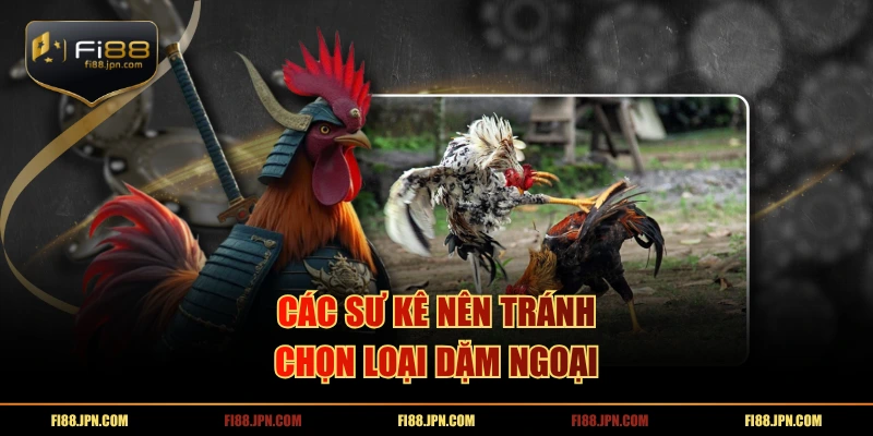 Các sư kê nên tránh chọn loại dặm ngoại